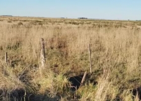Eso no es hambre los ladrones de vacas volvieron a golpear y en una región hay hartazgo por la falta de soluciones