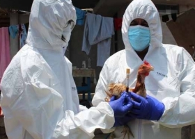 Nuevo brote de gripe aviar en Brasil: Se confirmó un caso en Mato Grosso y crece la preocupación por la difusión de la enfermedad