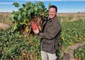 Remolacha forrajera el cultivo que transformó un campo y permite producir carne a solo US$0,50 el kilo