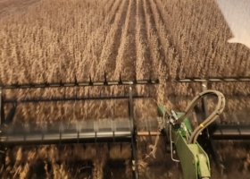 La participación de la soja importada en la molienda argentina fue del 21,8% en los dos primeros meses del presente ciclo comercial
