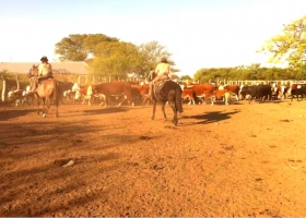 Administración fraudulenta un productor irá a juicio por la desaparición de casi 2000 vacas valuadas hoy en US$1 millón