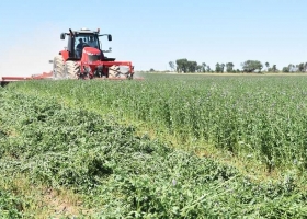 Con fósforo y azufre, la alfalfa rinde más en zonas secas