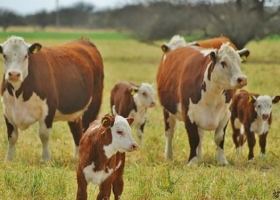 El sector de la cría bovina recupera rentabilidad y acelera la salida de terneros