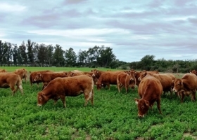 Limousin llega a la Expo Rural 25, con animales de gran calidad carnicera