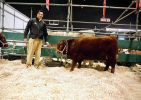 Regreso con gloria después de más de 120 años, volvió a la Argentina una raza bovina extremadamente mansa