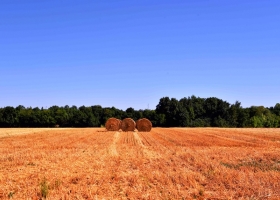 Leve caída en la actividad inmobiliaria rural