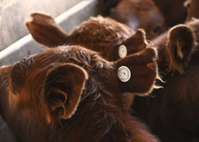 Se establecen nuevas condiciones para la identificación electrónica de animales