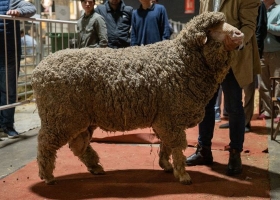 Una cabaña centenaria trajo sus ovinos merinos a la Expo Rural