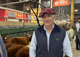 Limangus, la raza bovina que ofrece más cortes y de mayor valor
