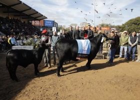 Digna ganadora una vaca de Corral de Guardia se consagró Gran Campeón Hembra Brangus