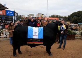 Un verdadero padre un toro cordobés revalidó un título y se coronó Gran Campeón Brangus