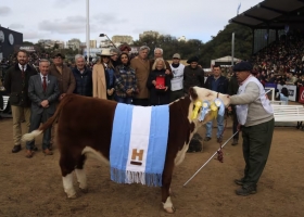 Muñeca. Hereford brilló en la pista de Palermo y eligió al Gran Campeón Hembra de la raza