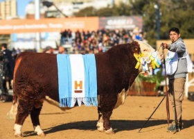 Grandes campeones. Sacerdote dio el batacazo en Hereford y una hembra hizo historia en Angus
