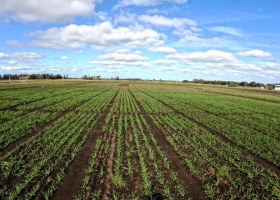 Lluvias sobre toda el área agrícola mejoraron la oferta hídrica para el trigo