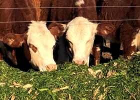 Más vientres y más leche un informe refleja señales de firmeza en el negocio ganadero