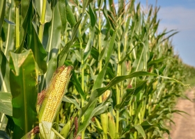 Gran campaña se viene la revancha para un cultivo que fue golpeado por una plaga