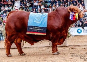 Récord en el país el famoso toro Mafioso se vendió en el equivalente a US$200.000 por su 50%
