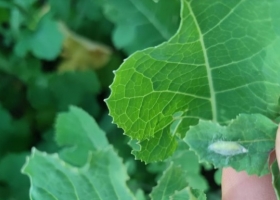 El 90% de las brassicaceas entrerrianas presentan una condición entre Buena y Muy Buena