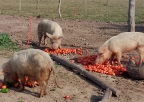 Se repite la triste postal de tirar comida. Por importaciones y caída del consumo, productores de Corrientes no tienen mercado para sus tomates de alta calidad