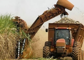 Números en rojo advierten sobre una situación muy crítica entre pequeños productores de caña de azúcar