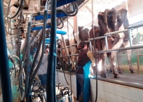 Desmejora la situación de los tambos. Se estancó el precio de la leche, empeoró la relación con los insumos, y se espera el impacto de la mayor oferta de primavera