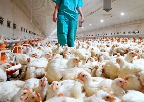 Argentina suspende exportaciones aviares por un caso de gripe aviar en Buenos Aires
