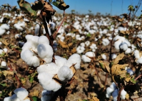 Santa Fe: finalizó la cosecha de algodón con más de 209 mil toneladas y avanzan las siembras de girasol y maíz