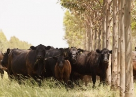 Se mantendrá la firmeza en los precios de la hacienda para invernada