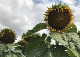 El girasol va camino a ser uno de los mejores negocios del ciclo 2025/26: Se acelera la venta de forwards