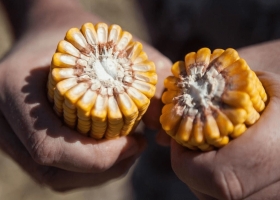 Los maíces enanos serán la próxima revolución en el sector agrícola, según un investigador de Purdue, medio cowboy, que anduvo por Rosario