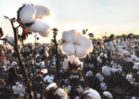 Plan histórico buscan revolucionar el oro blanco y generar más de US$700 millones