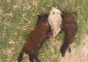 Los ataques han vuelto preocupación por jaurías de perros que matan vacas y terneros