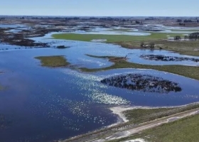 Una de cada cuatro hectáreas de trigo argentino presenta excesos hídricos luego de las lluvias torrenciales