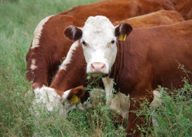Ganadería de expansión. Juramento, la principal productora de carne del NOA, anunció una inversión de 56 millones de dólares para comprar un campo de 24 mil hectáreas