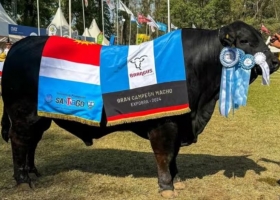 Uno de los más caros. La historia de Kukal, el toro sensación por el que pagaron una fortuna