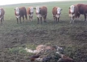 La sensación es de bronca los delincuentes entraron a un campo y dieron un duro golpe