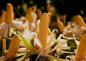 Santa Fe avanza la siembra de maíz temprano y girasol con incrementos del 20% y 13% en área implantada