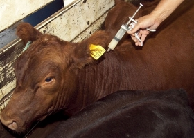 Argentina dejará de vacunar contra la aftosa a las vaquillonas, novillos y novillitos desde la segunda campaña de 2026