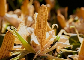 Maíz 2025/26: la siembra arranca con fuerza en la región núcleo y se proyecta la mejor cosecha en 15 años