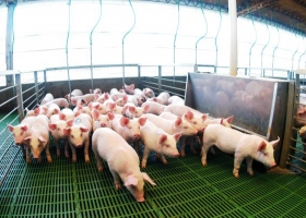 Récord histórico: la producción y el consumo de carne porcina alcanzan cifras inéditas en Argentina