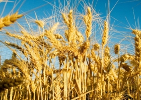 Trigo 2025 el 97,5% del cultivo se sostiene en condición óptima y mejora la proyección de la campaña