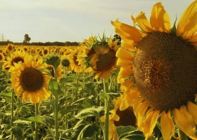 Siembra de girasol 2025/26 avanza con buen ritmo y marca una fuerte ventaja interanual