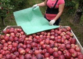 El 45% de las manzanas comercializadas en lo que va del año terminaron volcadas en la industria, que paga apenas un cuarto de lo que podría obtenerse en la exportación