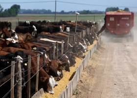 No hay negocio que aguante preocupado, un eslabón clave de la carne espera una revancha