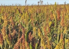 Alarma en Entre Ríos: la siembra de sorgo caería 45% y marcaría el nivel más bajo en seis años