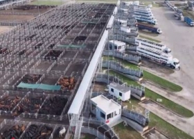 Nuevo protocolo del SENASA en el Mercado de Cañuelas: cómo impactará en la gestión del rodeo y el bienestar animal