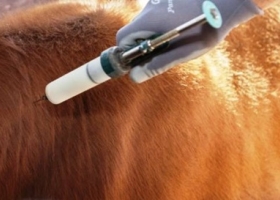 De algún modo va a entrar. El Senasa flexibilizó todavía más los requisitos para la importación de vacunas contra la fiebre aftosa