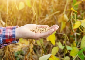 Presión en el mercado la necesidad de los exportadores empujó una mejora del precio de la soja
