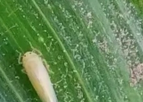 Chicharrita del maíz: la plaga sigue ausente en las principales regiones, pero los expertos insisten en no bajar la guardia