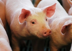 Régimen de créditos en kilos el Gobierno impulsa al sector porcino con más de $6.000 millones en financiamiento